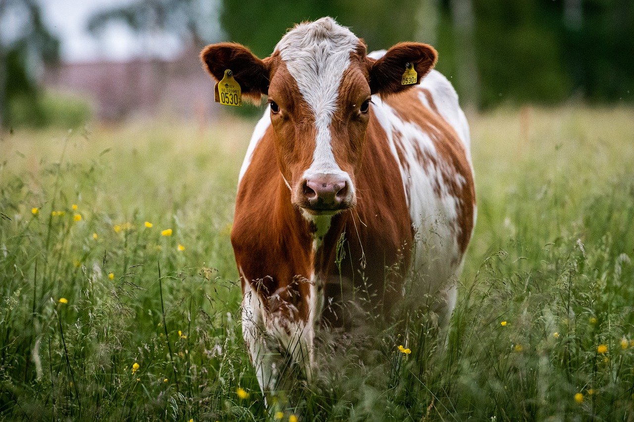 Wysłodki buraczane melasowane – energia i zdrowy żwacz bydła