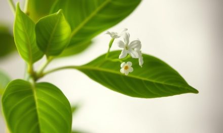 Bakuchiol czy działa? Różnice, zastosowanie i szybki wybór dla cery